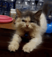 a cat laying on a table with bottles of water behind it