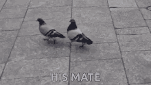 pigeons bestie strolling around friends pals