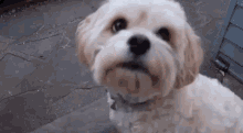 Ted Dog GIF - Ted Dog Oh Whats That GIFs