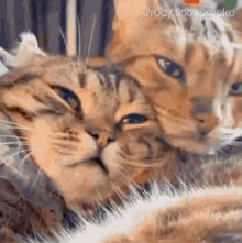 Cats Clingy GIF - Cats Clingy Touchy GIFs