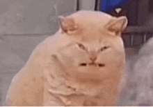 a close up of a cat looking at the camera with a blurred background .