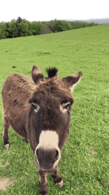 Donkey Cute GIF - Donkey Cute Selfie GIFs