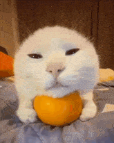 Cat Orange GIF - Cat Orange Cat With Orange GIFs