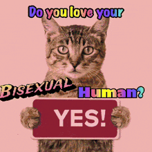 a cat holding a sign that says " yes "