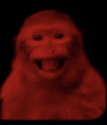a close up of a monkey 's face in the dark with its tongue out .