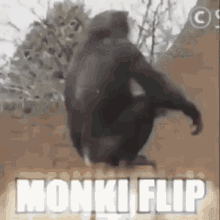 Monkiflip Gay GIF - Monkiflip Gay Monkey GIFs