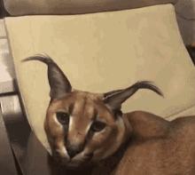 a close up of a caracal cat laying on a chair looking at the camera .