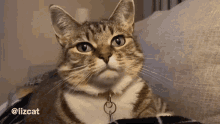 Cat Really GIF - Cat Really Hmm GIFs
