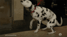Shaking Dog Wet Dog GIF - Shaking Dog Wet Dog Puppy GIFs