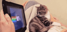 Cats Nyan Cat GIF - Cats Nyan Cat Kitten GIFs
