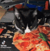 Cat Cat Meme GIF - Cat Cat Meme Silly Cat GIFs