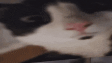 Funny Cat 3d GIF - Funny Cat Cat 3d GIFs
