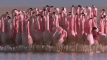Where Flamingo GIF - Where Flamingo Looking GIFs