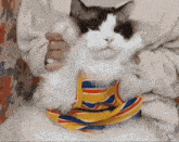 a black and white cat wearing a striped shirt