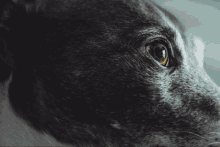 Jaxine Jaxine The Dog GIF - Jaxine Jaxine The Dog Greyhound GIFs
