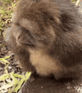 a close up of a monkey eating some leaves