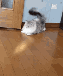 Cat Chase Chasing GIF