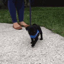 Pug Puppy GIF - Pug Puppy Black GIFs
