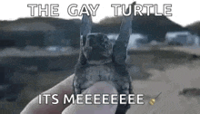 a person is holding a small turtle in their hand with a caption that says `` the gay turtle its meeeee '' .