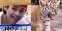 Vanteguggie Tiger Tae GIF - Vanteguggie Tiger Tae Taehyung GIFs