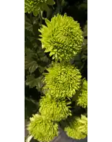 a bunch of green flowers with black leaves against a white background