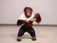 orangutan-monkey.gif