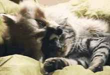 Raccoon Hug GIF - Raccoon Hug Cat GIFs