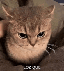 a close up of a cat sitting on a blanket with a person petting it .