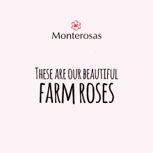 Monterosas Roses GIF - Monterosas Rosas Roses GIFs