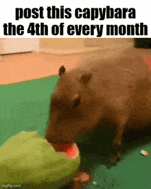 a capybara is eating a watermelon in a meme .
