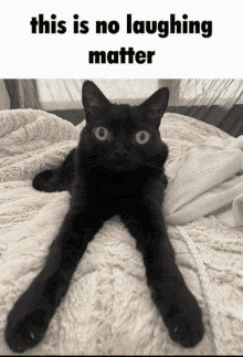 This Is No Laughing Matter Cat Silly N4t GIF - This Is No Laughing Matter Cat Silly N4t GIFs