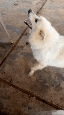 Eskimo Dog GIF - Eskimo Dog Cute GIFs