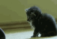 Drop Kitten GIF - Drop Kitten Poke GIFs