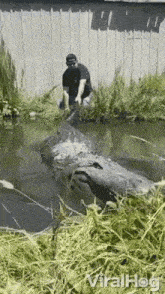 a man is standing next to a large crocodile in a pond .
