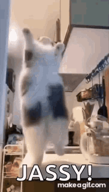 Cat Dancing GIF - Cat Dancing Dance GIFs