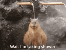 Capybara Shower Time GIF - Capybara Shower Time Shower GIFs