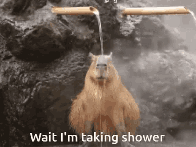 Capybara Shower Time GIF - Capybara Shower Time Shower - Discover & Share  GIFs