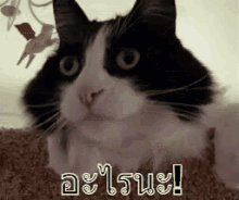 แมวตกใจ GIF - Shocking Cat Shocked Cat GIFs