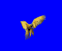 Vior6 Macaw GIF - Vior6 Macaw Vior GIFs