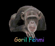 Fehmi Goril Fehmi GIF - Fehmi Goril Fehmi GIFs