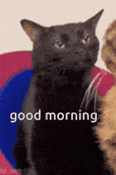Black Cat Good Morning GIF - Black Cat Good Morning GIFs
