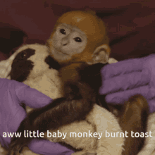 Burnt Toast Monkey GIF - Burnt Toast Monkey GIFs