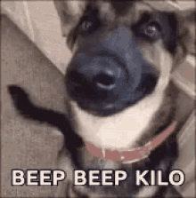Dog Beep GIF - Dog Beep Kilo GIFs