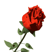 Rose Red GIF - Rose Red GIFs