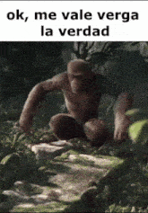 a monkey is sitting on a rock in the woods with a caption that says ok , me vale verga la verdad .