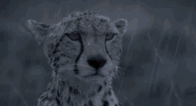 Cheetah Over The Rain GIF - Too Much Rain Over The Rain Cheetah GIFs