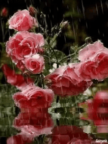 Roses Rainfall GIF - Roses Rainfall GIFs