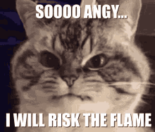 Angy Cat Risk GIF - Angy Cat Risk GIFs