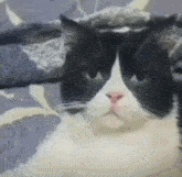 a black and white cat with a pink nose looking at the camera