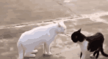 Cat Cats GIF - Cat Cats Fighting GIFs
